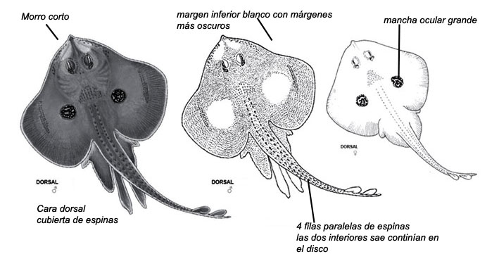 Leucoraja naevus_02.jpg